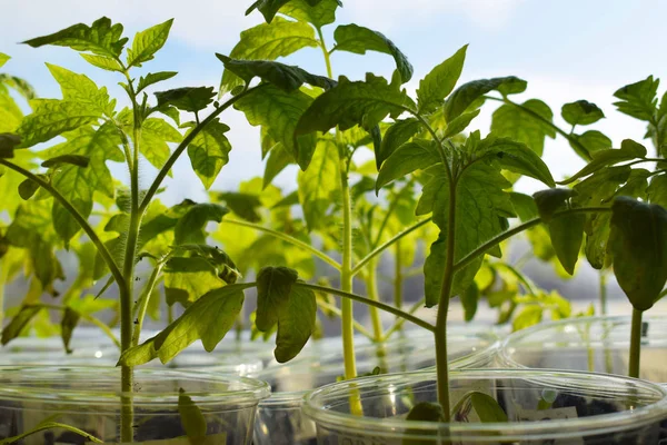 Sabah genç domates bitkileri. Bahçede büyümek.