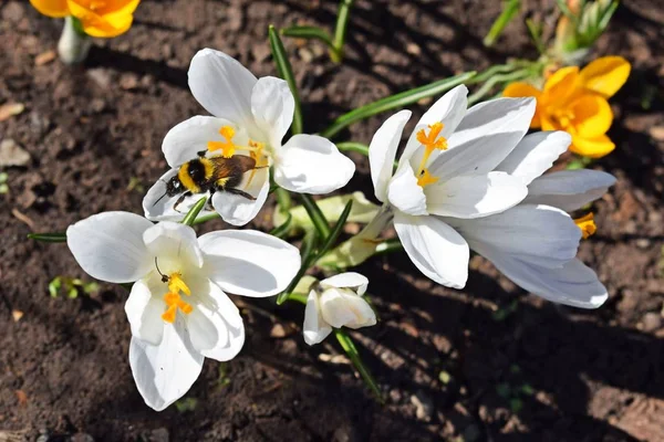 Primi Fiori Primaverili Bei Crochi — Foto Stock