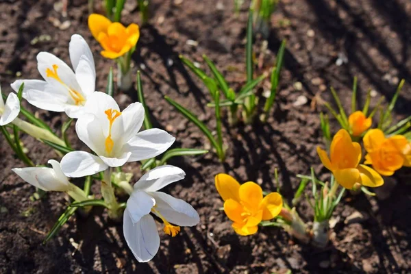 Primi Fiori Primaverili Bei Crochi — Foto Stock