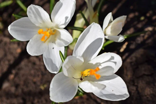 Primi Fiori Primaverili Bei Crochi — Foto Stock