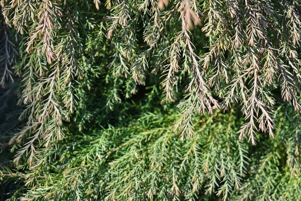 美丽的松树背景 花园里的植物 — 图库照片