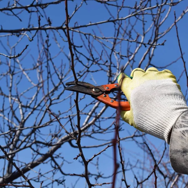 Spring pruning of trees and shrubs.The care of the garden.