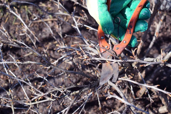 Spring pruning of trees and shrubs.The care of the garden.