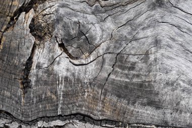 Soyut gri arka plan. Ahşap doku. Eski kütük.