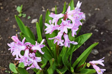 Bahar bahçesinde güzel pembe sümbüller.