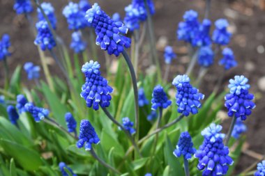 Bahar bahçesinde güzel mavi çiçekler-Muscari.