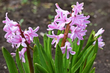 Bahar bahçesinde güzel pembe sümbüller.