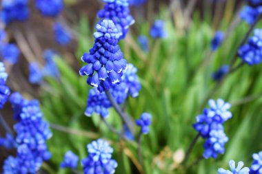 Bahar bahçesinde güzel mavi çiçekler-Muscari.