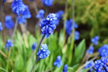 Bahar bahçesinde güzel mavi çiçekler-Muscari.