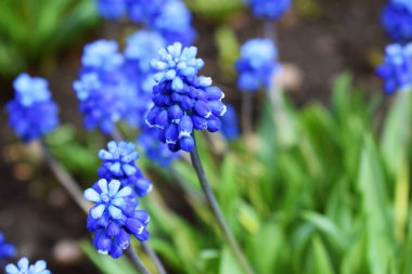 Bahar bahçesinde güzel mavi çiçekler-Muscari.