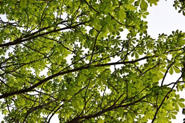 Güzel el oyma kestane. İlkbaharda ağaç.