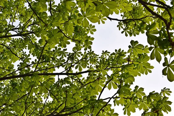 Hermoso Castaño Tallado Mano Árbol Primavera — Foto de Stock