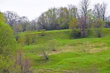 Güzel bahar manzarası. Çayırda genç yeşillikler.