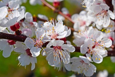 İlkbaharda güzel açan kayısı ağacı. Çiçek açan bahçe.