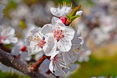 İlkbaharda güzel açan kayısı ağacı. Çiçek açan bahçe.