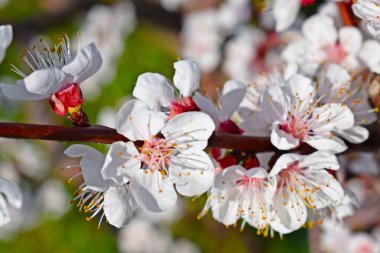 İlkbaharda güzel açan kayısı ağacı. Çiçek açan bahçe.