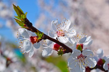 İlkbaharda güzel açan kayısı ağacı. Çiçek açan bahçe.