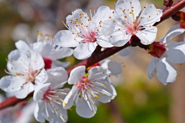 İlkbaharda güzel açan kayısı ağacı. Çiçek açan bahçe.
