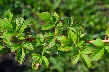 Baharda taze ahududu yaprakları. Bahçede çalılar..