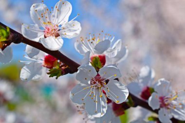 İlkbaharda güzel açan kayısı ağacı. Çiçek açan bahçe.