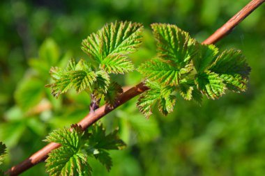Baharda taze ahududu yaprakları. Bahçede çalılar..