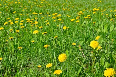 Yeşil çimenlerin üzerinde güzel karahindibalar. Bahar çayırı.