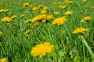 Yeşil çimenlerin üzerinde güzel karahindibalar. Bahar çayırı.