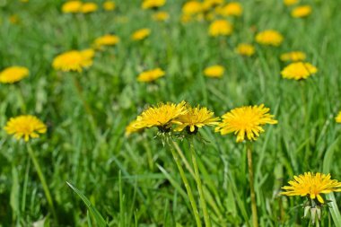 Yeşil çimenlerin üzerinde güzel karahindibalar. Bahar çayırı.