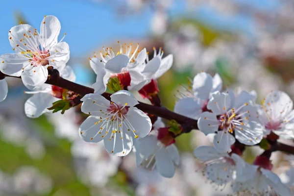 İlkbaharda güzel açan kayısı ağacı. Çiçek açan bahçe.