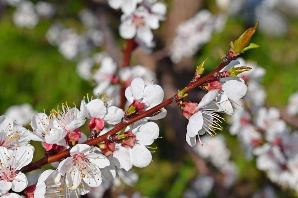 İlkbaharda güzel açan kayısı ağacı. Çiçek açan bahçe.