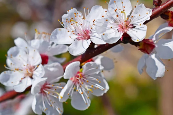 İlkbaharda güzel açan kayısı ağacı. Çiçek açan bahçe.