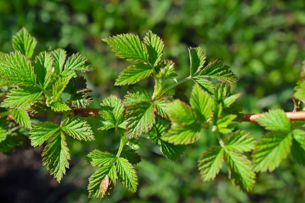 Baharda taze ahududu yaprakları. Bahçede çalılar..