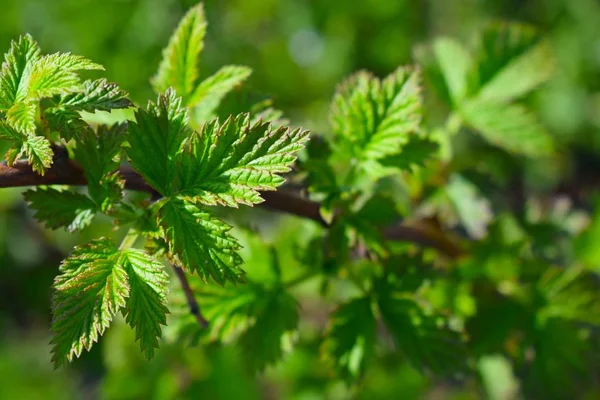 Baharda taze ahududu yaprakları. Bahçede çalılar..