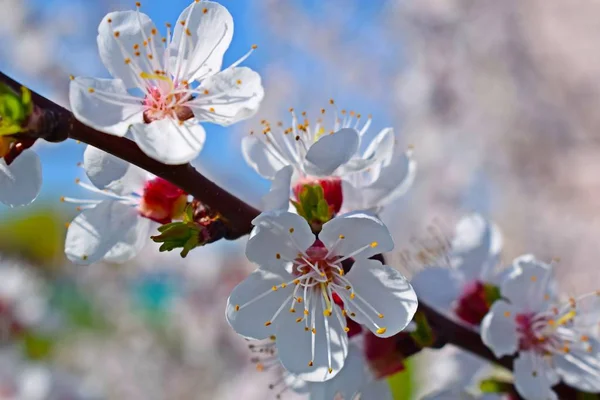 İlkbaharda güzel açan kayısı ağacı. Çiçek açan bahçe.