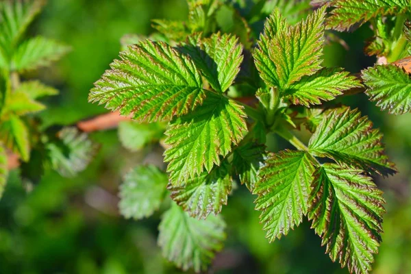 Baharda taze ahududu yaprakları. Bahçede çalılar..