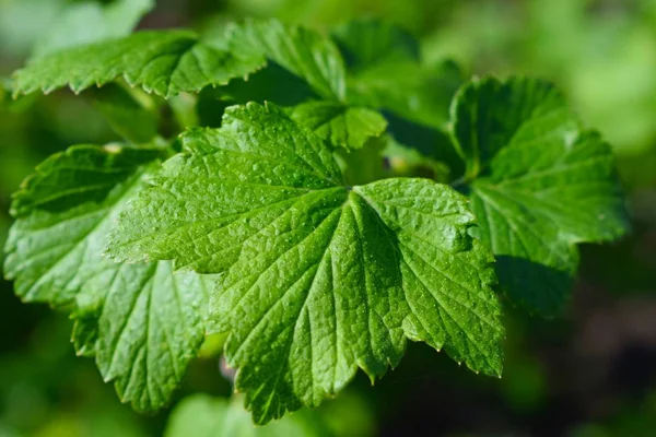 Jonge Zwarte Bessen Bladeren Het Lente Bosjes Tuin — Stockfoto