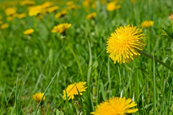 Krásné Dandeliy Zelené Trávě Jarní Louka — Stock fotografie