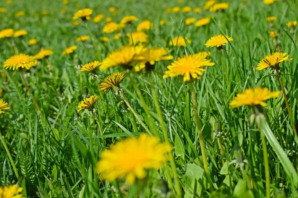 Yeşil çimenlerin üzerinde güzel karahindibalar. Bahar çayırı.