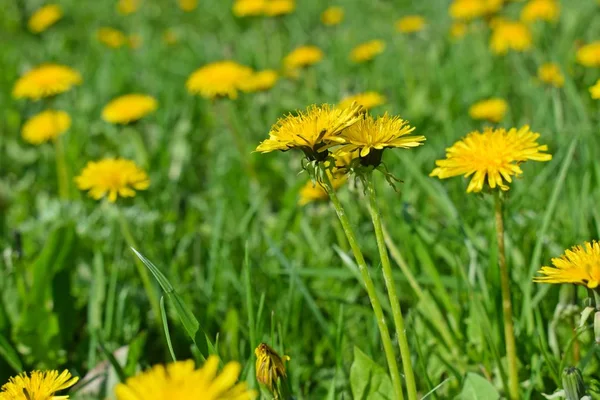 Krásné Dandeliy Zelené Trávě Jarní Louka — Stock fotografie