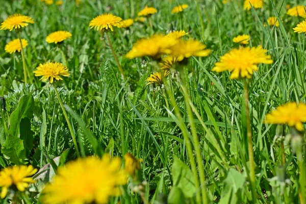 Krásné Dandeliy Zelené Trávě Jarní Louka — Stock fotografie
