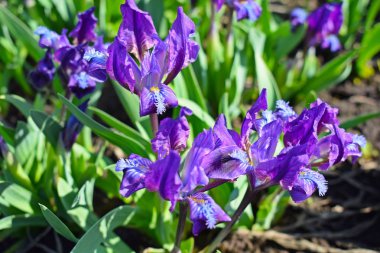 Çayırdaki ilkbaharda vahşi irisler çiçek açtı..