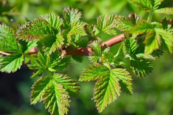 Jonge Frambozenblaadjes Het Lente Bosjes Tuin — Stockfoto