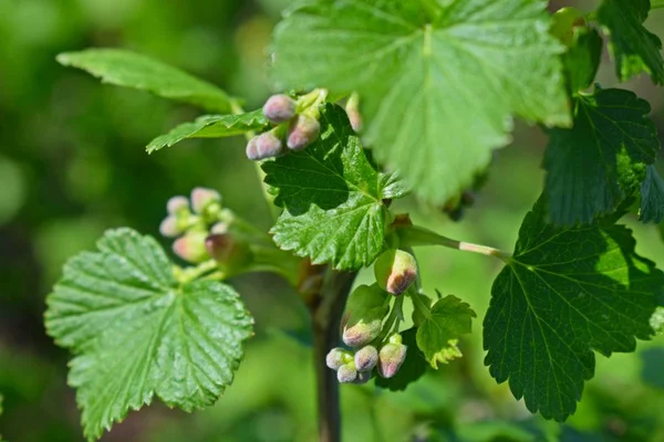 Young Black Currant Leaves Spring Bushes Garden — стоковое фото