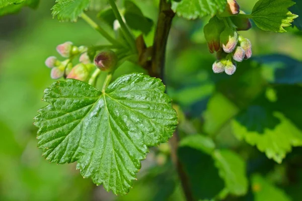 Fiatal Fekete Ribizli Levelek Tavasszal Bushes Kertben — Stock Fotó