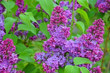 Güzel mor leylak çiçekleri. Çiçek açan bahar bahçesi.