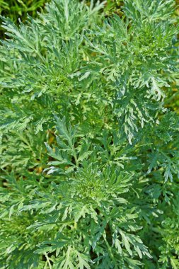 Renkli acı pelin. Bahar tarlaları ve çayırları.