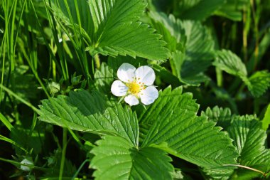 Beyaz yaprakları ile çilek çiçek. Güzel yapraklar.