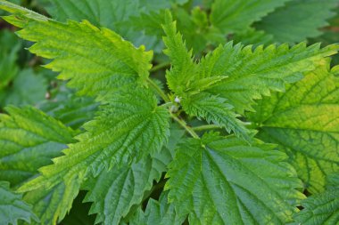 Genç ısırgan otu. İlaç fabrikası. Çoklu vitamin desteği.