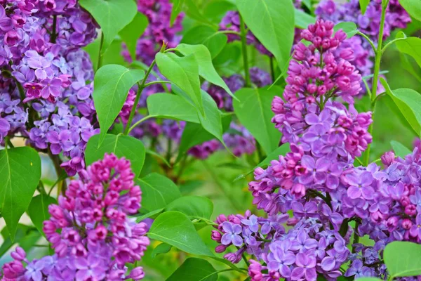 Linda Flor Lilás Púrpura Floração Jardim Primavera — Fotografia de Stock
