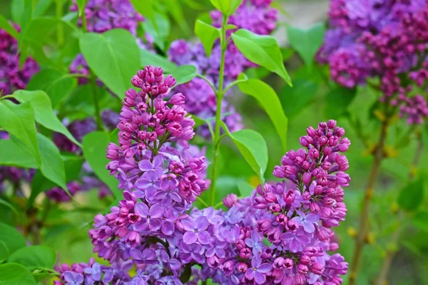 Beautiful Purple Lilac Flowers Blooming Spring Garden — Stock Photo, Image